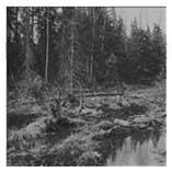 Rikket : Kvist Nord Og Ild